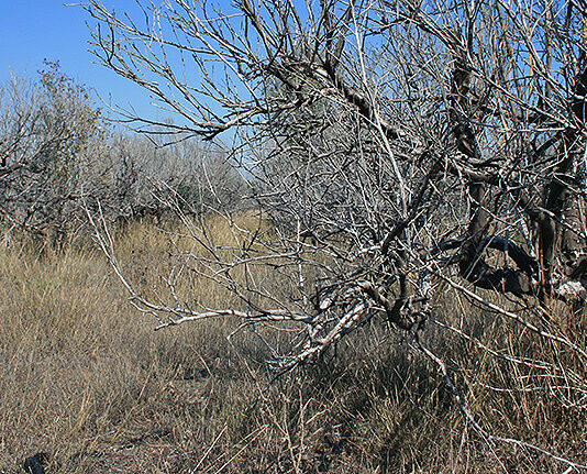 ASAJA valora que la Junta flexibilice la recuperación de fincas abandonadas para uso agrícola y pastos
