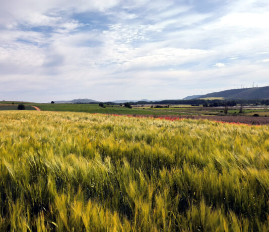 ASAJA estima en España una cosecha total de cereal de invierno en el promedio de la última década