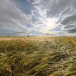 Viernes 14 de junio, fecha límite para varios plazos del seguro agrario importantes en Palencia