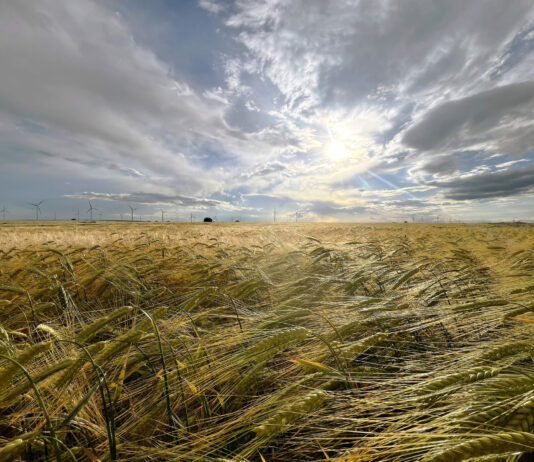 Viernes 14 de junio, fecha límite para varios plazos del seguro agrario importantes en Palencia