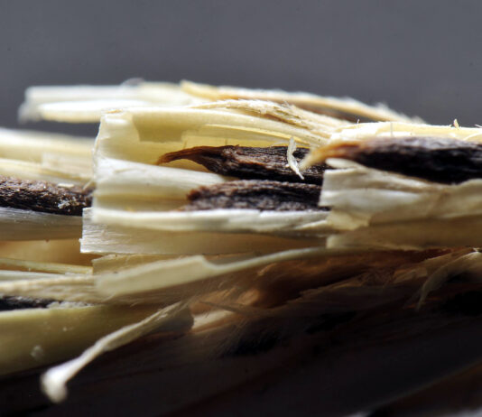 La Junta aconseja vigilar la presencia de anguina en cebadas en la provincia de Palencia