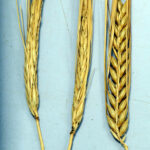 Epiga-anguina-frente-a-sana-c-Itacyl