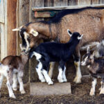 La Junta reforma el programa sanitario contra las enfermedades por lentivirus en pequeños rumiantes