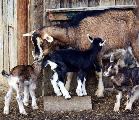 La Junta reforma el programa sanitario contra las enfermedades por lentivirus en pequeños rumiantes