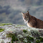 La Junta organiza una sesión informativa abierta sobre la reintroducción del lince ibérico (11 de junio)