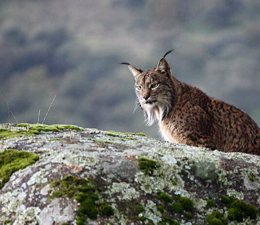 La Junta organiza una sesión informativa abierta sobre la reintroducción del lince ibérico (11 de junio)