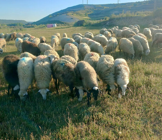 La cotización de los lechazos sigue su recuperación y ya se paga en torno al 10 % más que hace un año
