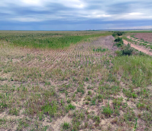 Novedades en los ecorregímenes: siembra directa y espacios de diversidad se flexibilizan por la presencia de topillos