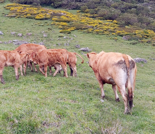 La cotización del bovino de carne en la Lonja de Salamanca muestra tendencias a la baja