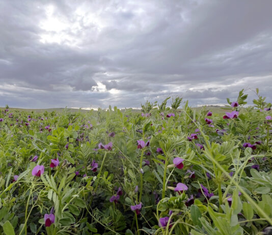 La veza y el forraje vuelven a cotizar en León prácticamente a la mitad que la pasada campaña