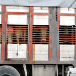 Castilla y León suspende desde el sábado 25 ferias y mercados ganaderos por la dermatosis nodular