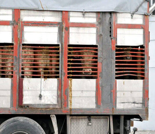 Castilla y León suspende desde el sábado 25 ferias y mercados ganaderos por la dermatosis nodular