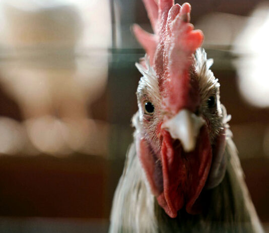 Hay una demanda de mejorar el bienestar animal, pero… ¿qué sabe realmente la sociedad?