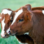 Se autoriza por vía urgente el uso de la primera vacuna de la Enfermedad Hemorrágica Epizoótica