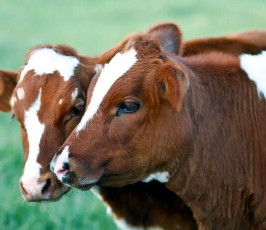 Se autoriza por vía urgente el uso de la primera vacuna de la Enfermedad Hemorrágica Epizoótica