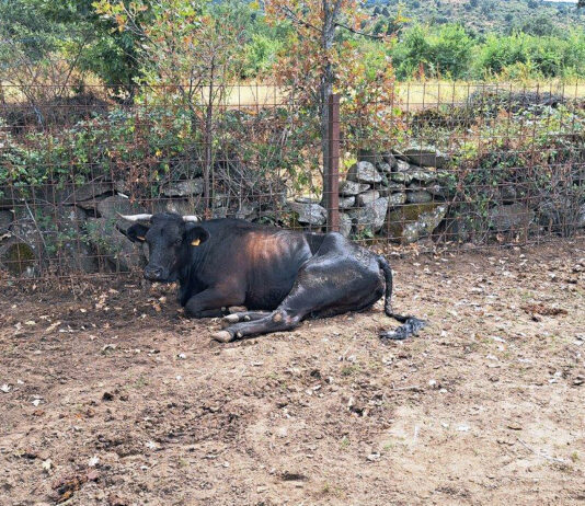 30 de agosto, límite para las ayudas a la reposición de reses sacrificadas por programas sanitarios