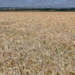 La cebada cotiza de nuevo en la Lonja de León, al 11 % menos que el último precio de la pasada campaña