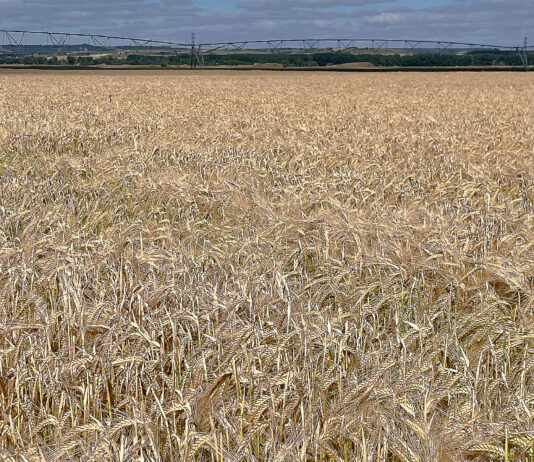 La cebada cotiza de nuevo en la Lonja de León, al 11 % menos que el último precio de la pasada campaña
