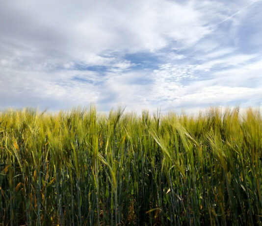 Los cereales de invierno repiten precio en la Lonja de León, en un contexto de tensión e incertidumbre