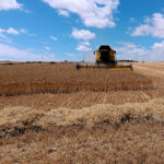 Cosecha-cereal-paja-cebada-