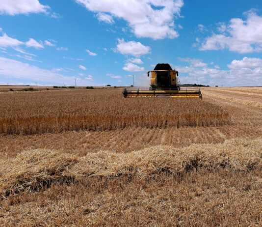 Trigo y cebada representan más del 41 % de la superficie de la PAC 2024 en la provincia de Palencia