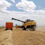 Compás de espera en la mesa del cereal de la Lonja de León apenas sin contratos aún de la nueva cosecha