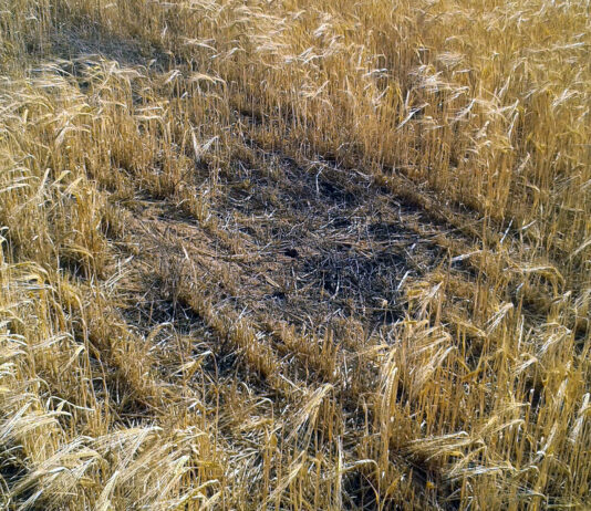 ASAJA-Castilla y León pide a la nueva consejera de Agricultura actuaciones urgentes contra el topillo