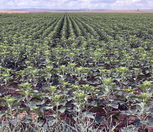 La cosecha de oleaginosas en la UE apenas variará, mientras las proteaginosas crecerán el 13 %