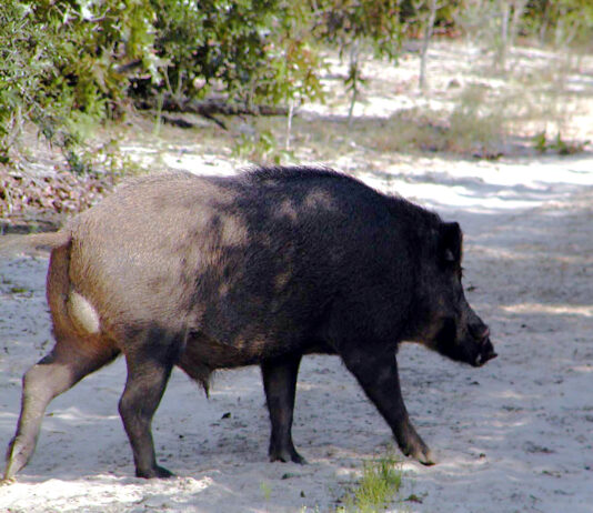 ASAJA confía en que el plan de gestión del jabalí frene su descontrol, que perjudica al sector agroganadero