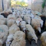 La revalorización del ovino de carne prosigue y se paga hoy en origen el 10 % más que hace un año