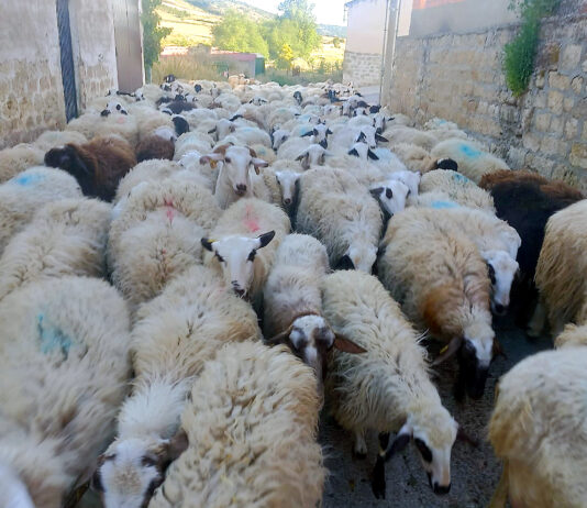 La revalorización del ovino de carne prosigue y se paga hoy en origen el 10 % más que hace un año