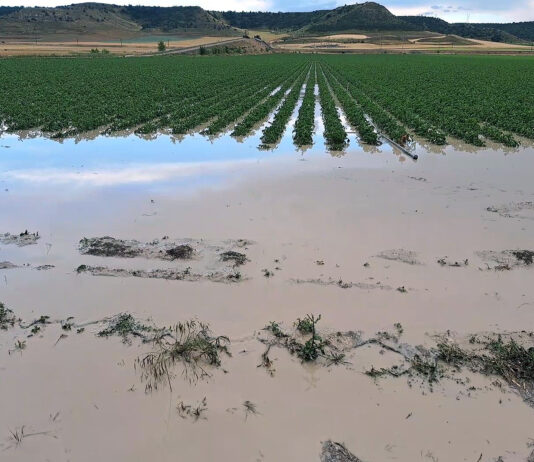 Los seguros agrarios logran en España su mejor primer semestre de la historia, según Agroseguro