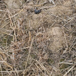 La Junta y el ITACyL insisten en sus recomendaciones contra el topillo campesino para el periodo estival