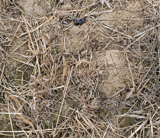 La Junta y el ITACyL insisten en sus recomendaciones contra el topillo campesino para el periodo estival