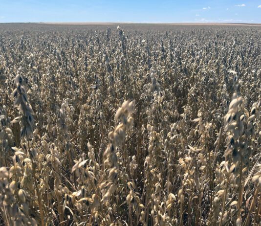 La caída de cotización del cereal en la Lonja de León prosigue, condicionada por el mercado mundial