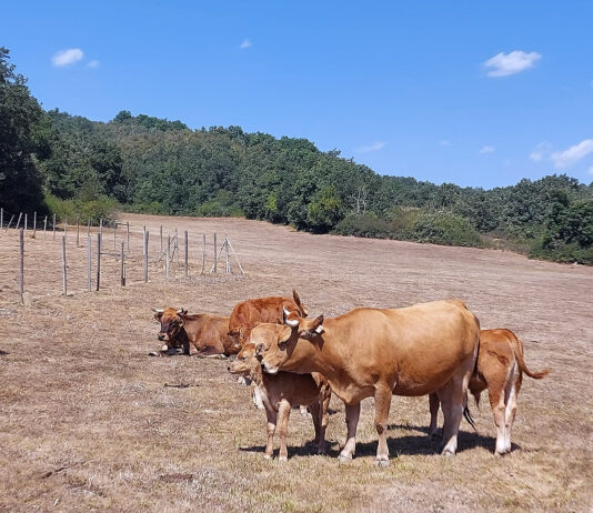 La expectativa de compras en los hogares tras las vacaciones anima la cotización del bovino de carne