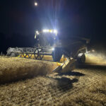 Continúan las cotizaciones de los cereales a la baja en la Lonja de León, donde sólo aguanta el trigo blando