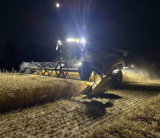 Continúan las cotizaciones de los cereales a la baja en la Lonja de León, donde sólo aguanta el trigo blando