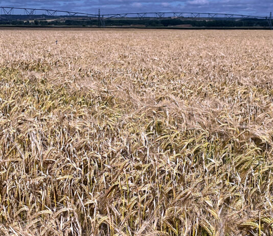 Se estima que la actual cosecha de cereales de invierno en Palencia superará en un 18 % el promedio