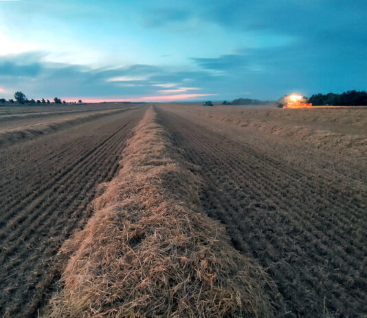 La paja ya cotiza en la Lonja de León: a 40 euros la tonelada, un tercio del precio de la pasada campaña