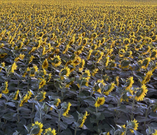 La superficie de cultivos forrajeros e industriales en Palencia ya supera esta campaña a la del trigo