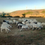 Aprobados los precios máximos y mínimos de los pastos 2026 y las fechas tope de recolección