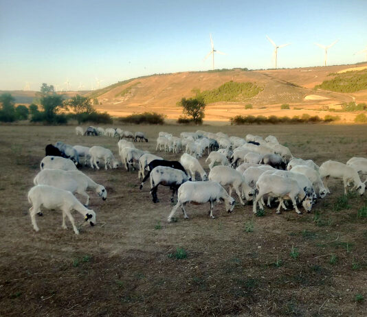 Aprobados los precios máximos y mínimos de los pastos 2026 y las fechas tope de recolección