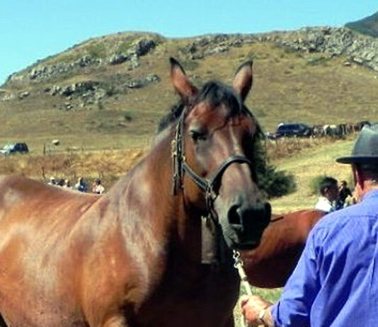 La ayuda al fomento de razas ganaderas autóctonas españolas puede solicitarse hasta el 23 de septiembre