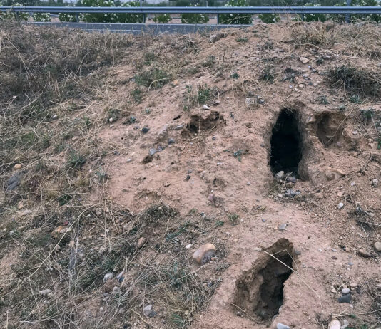El agricultor que pide al Ministerio un descaste de conejos en zona pública se ve obligado a pagar tasas