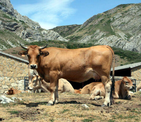 ASAJA aconseja seguir alerta ante la EHE, que causa la muerte a diez ciervos del Monte de Palencia