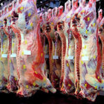 El bovino de carne para sacrificio sigue cotizando al alza debido a la escasez de ganado disponible