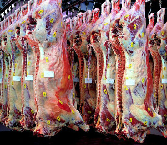 El bovino de carne para sacrificio sigue cotizando al alza debido a la escasez de ganado disponible