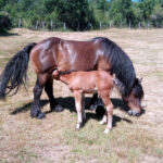El Centro de Formación ‘Viñalta’ ofrece en octubre un curso de manejo básico de équidos