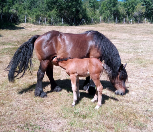 El Centro de Formación ‘Viñalta’ ofrece en octubre un curso de manejo básico de équidos